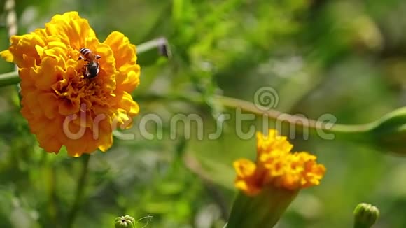 蜜蜂从摇黄花中采蜜视频的预览图