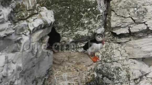 两只滑稽的河豚fraterculainacilicauffin在悬崖上的悬崖上走来走去寻找英国的筑巢地点视频的预览图