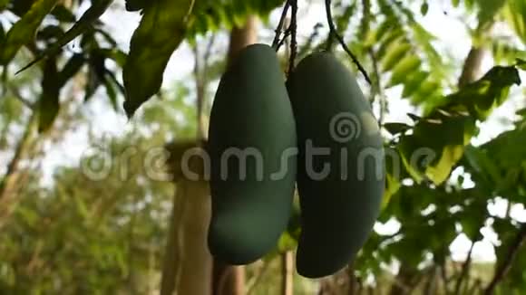成熟的芒果热带水果挂在花园的树枝上视频的预览图