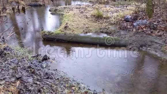 洪水穿过树林中的一条小溪冲过一棵倒下的树木视频的预览图