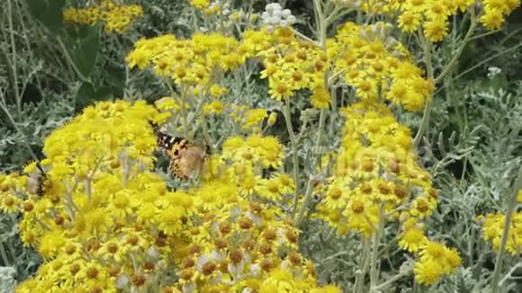 蝴蝶和黄色的花视频的预览图
