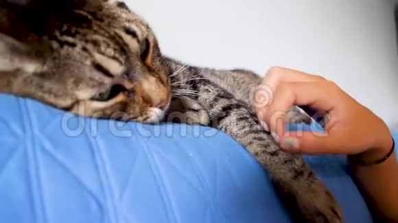 女孩抚摸一只普通的猫A的爪子视频的预览图