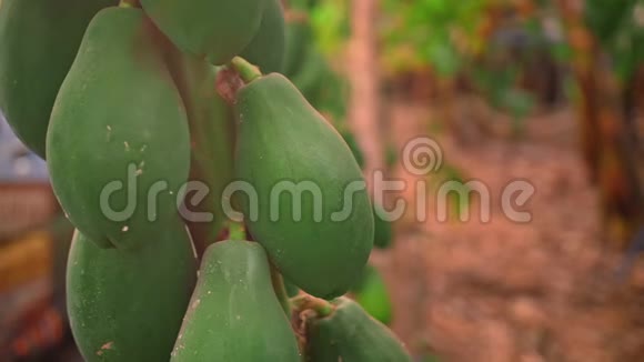 生长在温室里的热带水果青木瓜束挂在树枝上有机农业概念视频的预览图