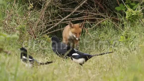 一只野红狐幼崽正在巢穴的入口处觅食它正在被乌鸦和喜鹊监视它们想偷它的食物视频的预览图