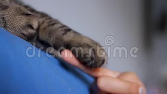 女孩抚摸一只普通的猫的爪子他咬人视频的预览图