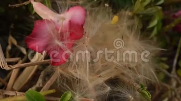 沙漠玫瑰热带花孢子风吹流在花园里视频的预览图