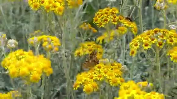 蝴蝶和黄色的花视频的预览图