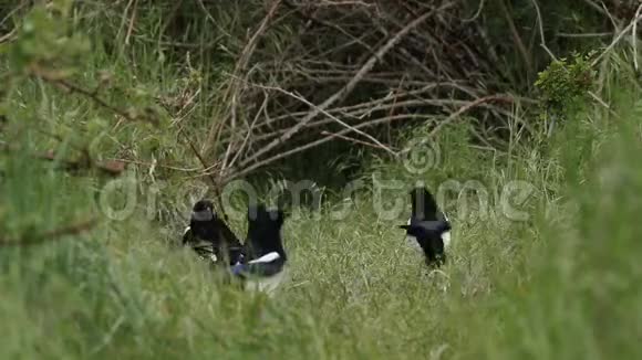 一只乌鸦和喜鹊正在吃狐狸的食物当一只可爱的野生狐狸幼崽跑出来吃维森捕获的食物时视频的预览图