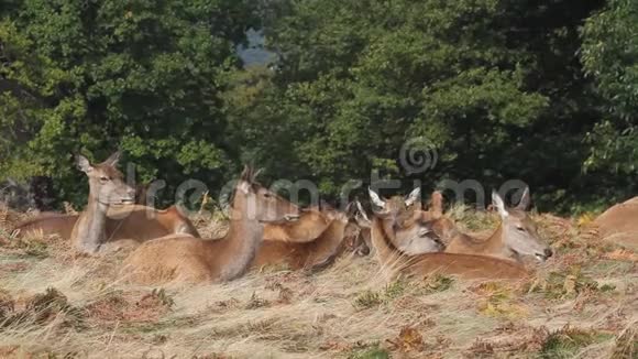 一群壮美的红鹿塞露丝在草地上休息享受阳光明媚的一天视频的预览图