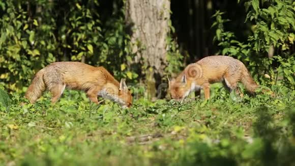 令人惊叹的野生红狐狸外阴外阴在一片树林边缘的田野里喂食有一场争吵视频的预览图