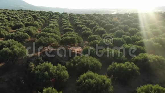 绿色的花园有一排排橄榄树和蓝天手持射击夏季有橄榄树的农业果园视频的预览图