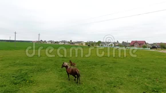 马和她的白驹过隙在草地上放牧无人机视频视频的预览图