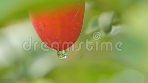 常春藤葫芦红果上的露水视频的预览图