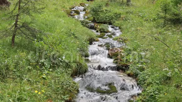 一条美丽的山溪流过高山草甸绿色植物之间的石头视频的预览图