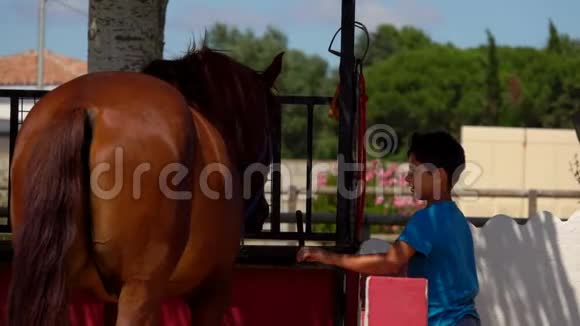 男孩摸着一匹棕色的马拴在马厩里视频的预览图
