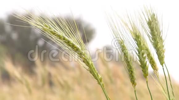 农业领域小麦穗振动视频的预览图