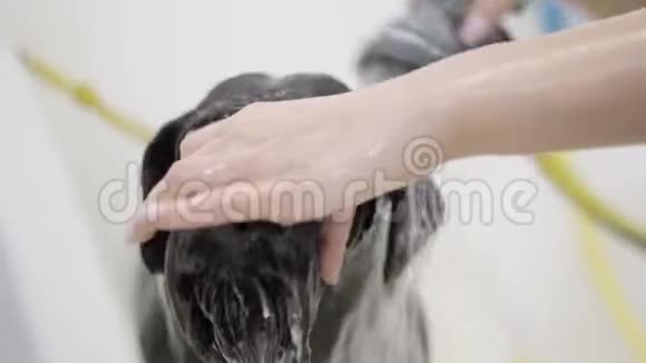 年轻的专业宠物美容师用洗发水洗黑大狗的脸而宠物又好又听话视频的预览图