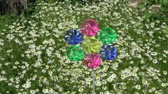 花园和风车玩具中的药用草本甘菊种植视频的预览图