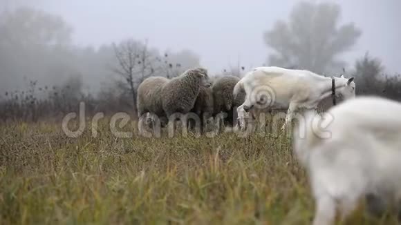 早晨山羊和羊在雾中吃草视频的预览图