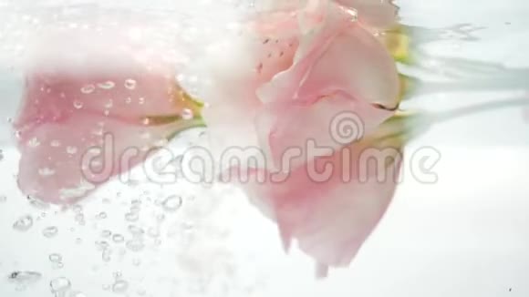 新鲜温柔和柔软的粉红色玫瑰花在一股清凉的清水下面气泡从里面飘出来视频的预览图