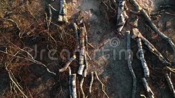 春天被砍倒的老危险的桦树视频的预览图