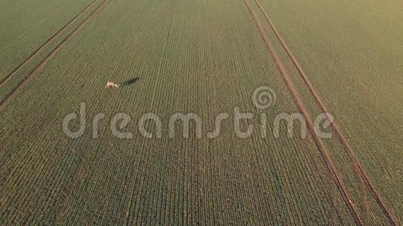 早春麦田上孤独的空中视频的预览图
