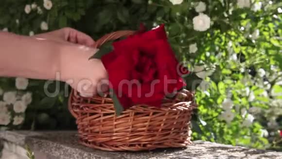 花匠把美丽的玫瑰放在柳条篮子里视频的预览图