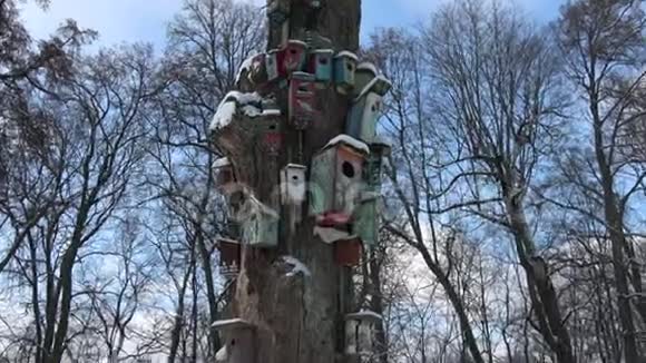 古老的树许多装饰着油漆的筑巢箱鸟屋视频的预览图
