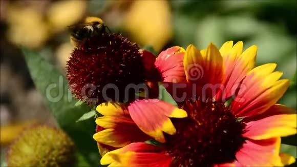 大黄蜂与花视频的预览图