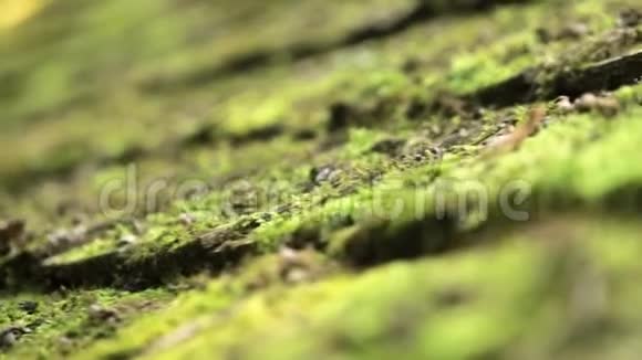 拍摄宏观计划绿色苔藓与雨滴清晨的露珠视频的预览图