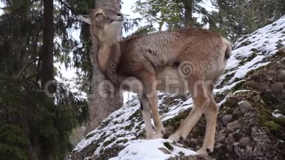 野生动物中的鹿视频的预览图