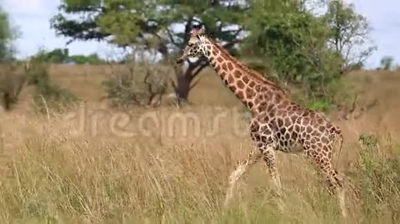 一只美丽的长颈鹿在非洲草原上迎着蓝天和黄色的高草散步视频的预览图