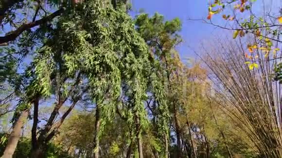 美丽的绿色摇曳的树木离开给人放松和浪漫的感觉视频的预览图