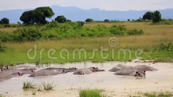 一群河马坐在非洲大草原的一个小湖里视频的预览图
