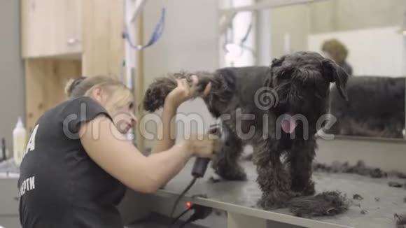 女修复员照顾长狗他的头发在他的腹部把他的腿举起来打扮的元素关闭视频的预览图