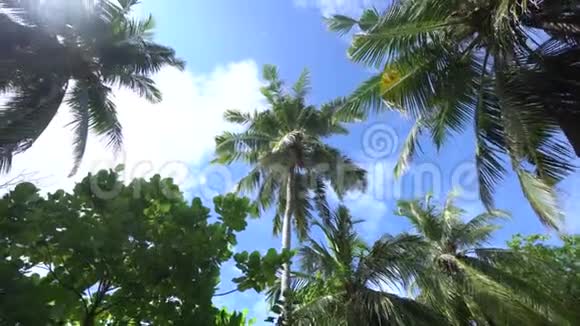 热带岛屿令人惊叹的棕榈和蝙蝠从一棵树飞到另一棵4K镜头视频的预览图