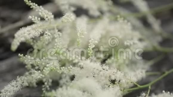 美丽的白色植物的宏观拍摄自然小花靠近视频的预览图