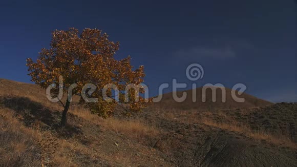 山坡上的黄树映衬着蓝天视频的预览图
