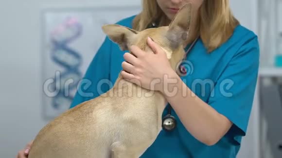 专业兽医在医院安慰犬宠物疾病治疗视频的预览图