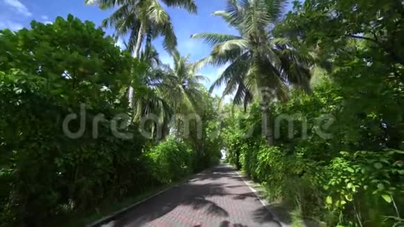 阳光明媚的4K从热带岛屿马尔代夫步行到被高椰子树和棕榈树环绕的小路上的大量镜头视频的预览图