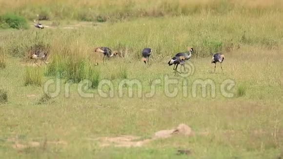 非洲热带稀树草原景观和一群戴冠鹤视频的预览图