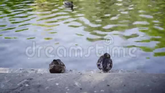 两只鸭子在岸边休息另外两只鸭子在湖里游泳视频的预览图