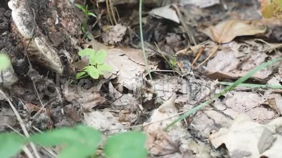 森林干叶上的黑蚂蚁视频的预览图