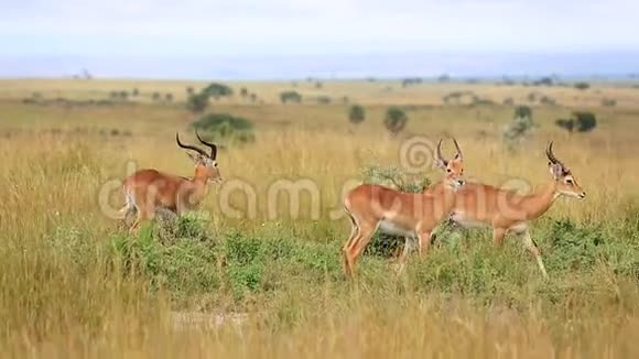 三只美丽的瞪羚注视着框架对称地站在非洲草原上视频的预览图