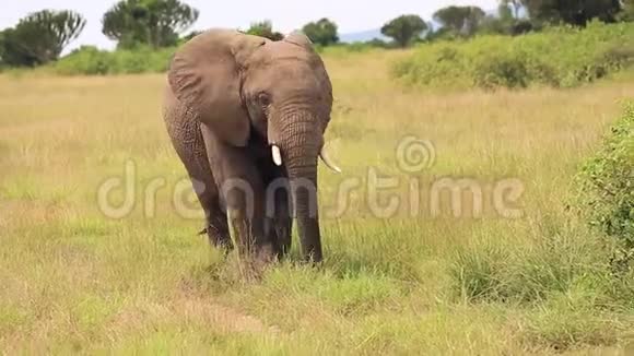 一头大象走在非洲草原的灌木丛中视频的预览图