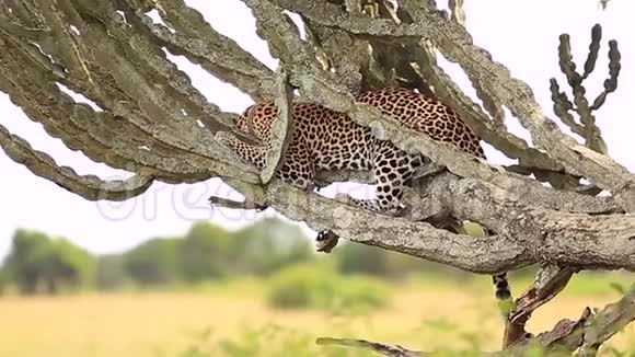 非洲草原上的一棵马利筋树上有一只豹子视频的预览图