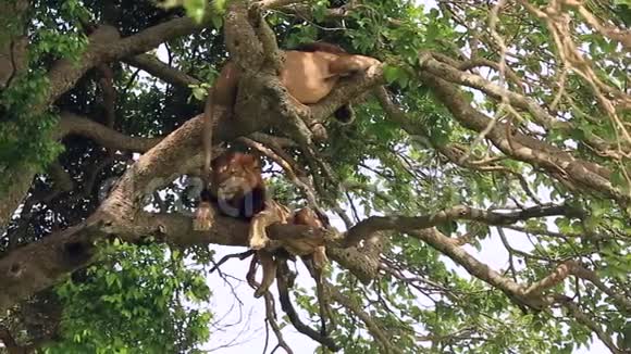 两只非洲狮子高高地栖息在一棵大树上爪子在树上视频的预览图