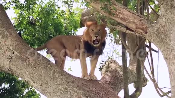 一只非洲大狮子舔着从树上下来视频的预览图