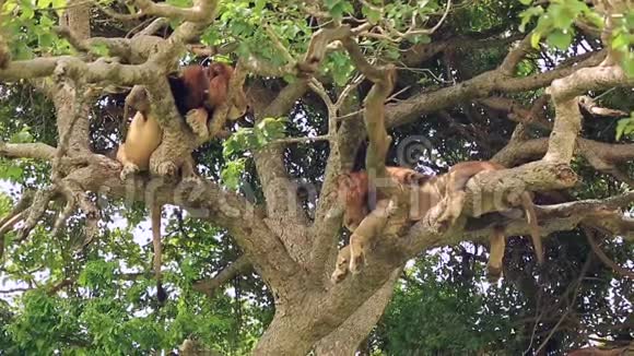两只非洲狮子栖息在树上爪子下垂视频的预览图