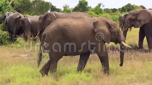 一头大象经过用它的树干抓着它的耳朵视频的预览图